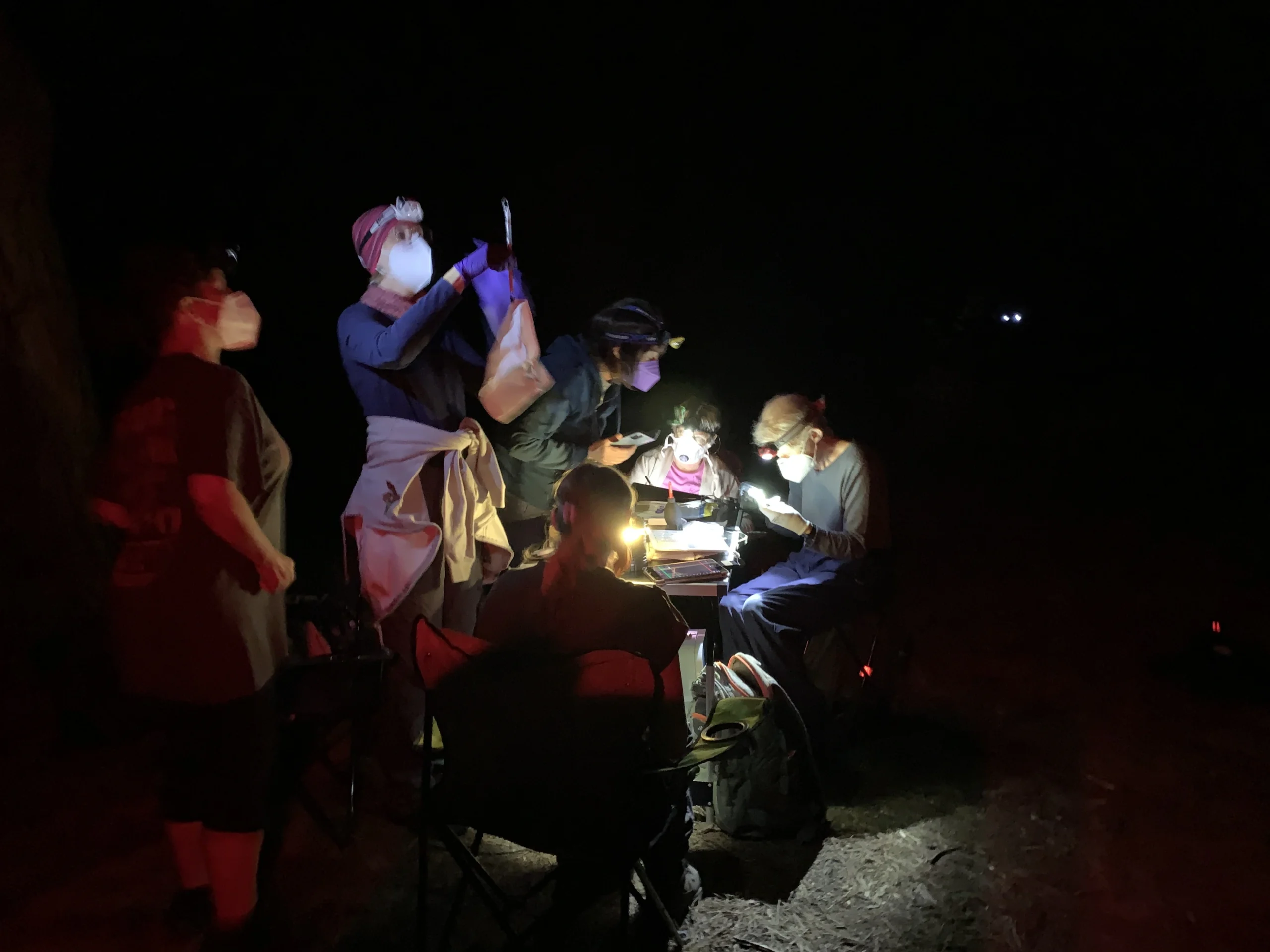 Bat processing