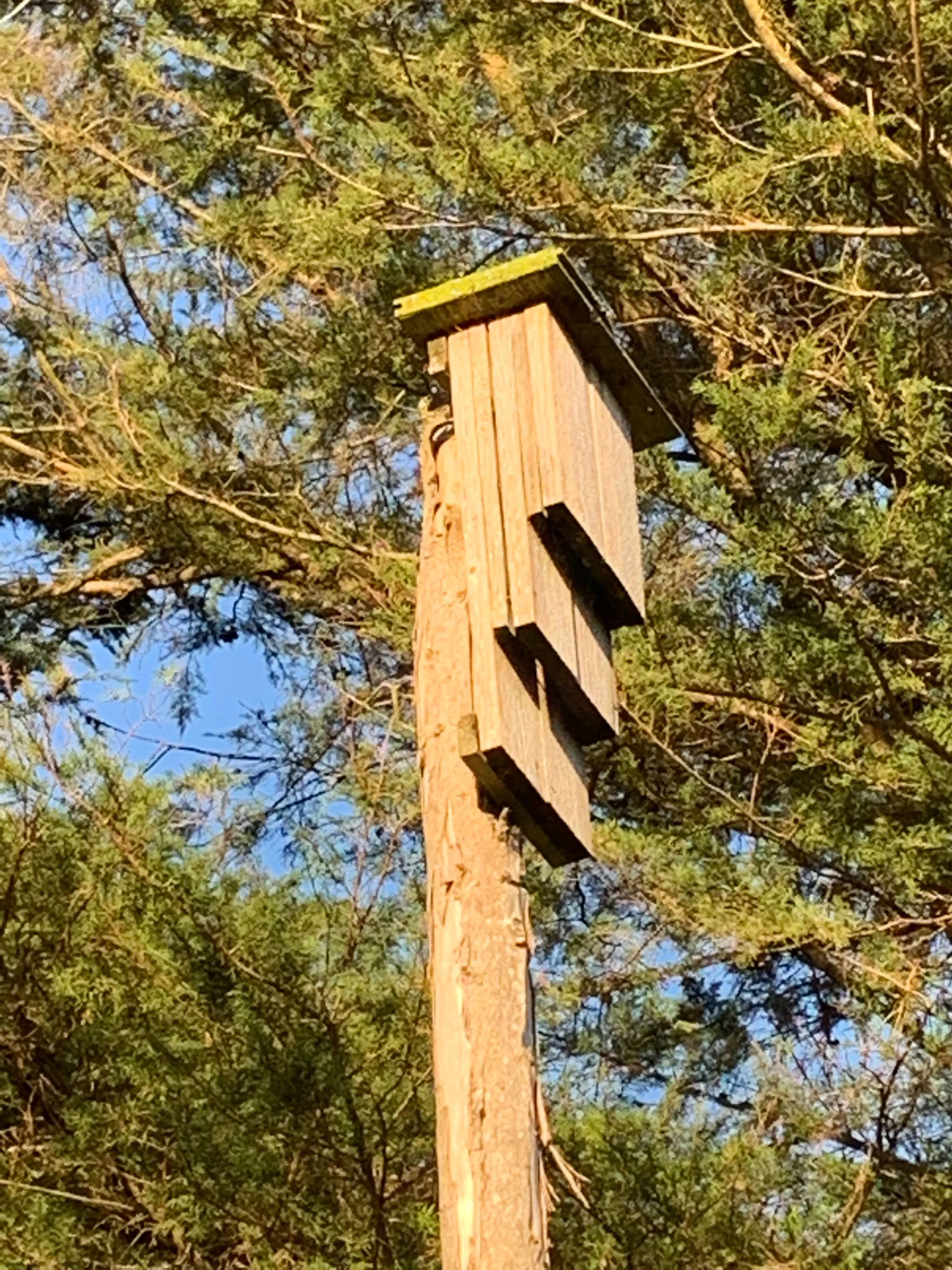 Kent bat box on pole