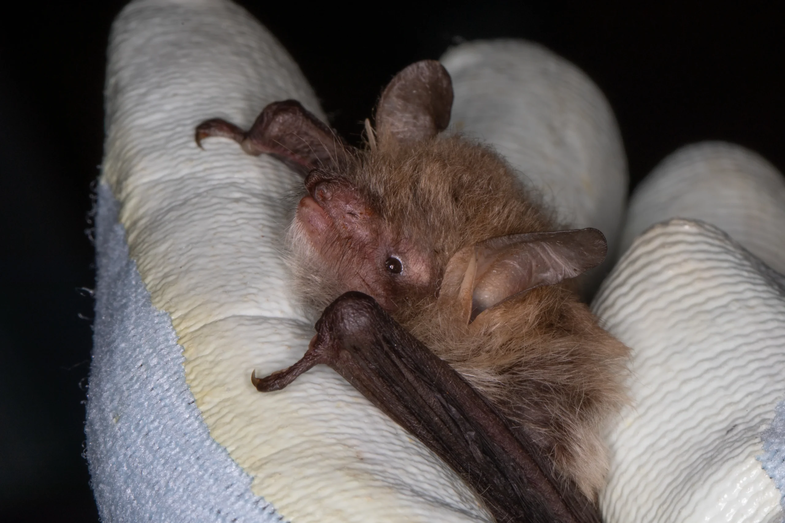 Myotis_nattereri
