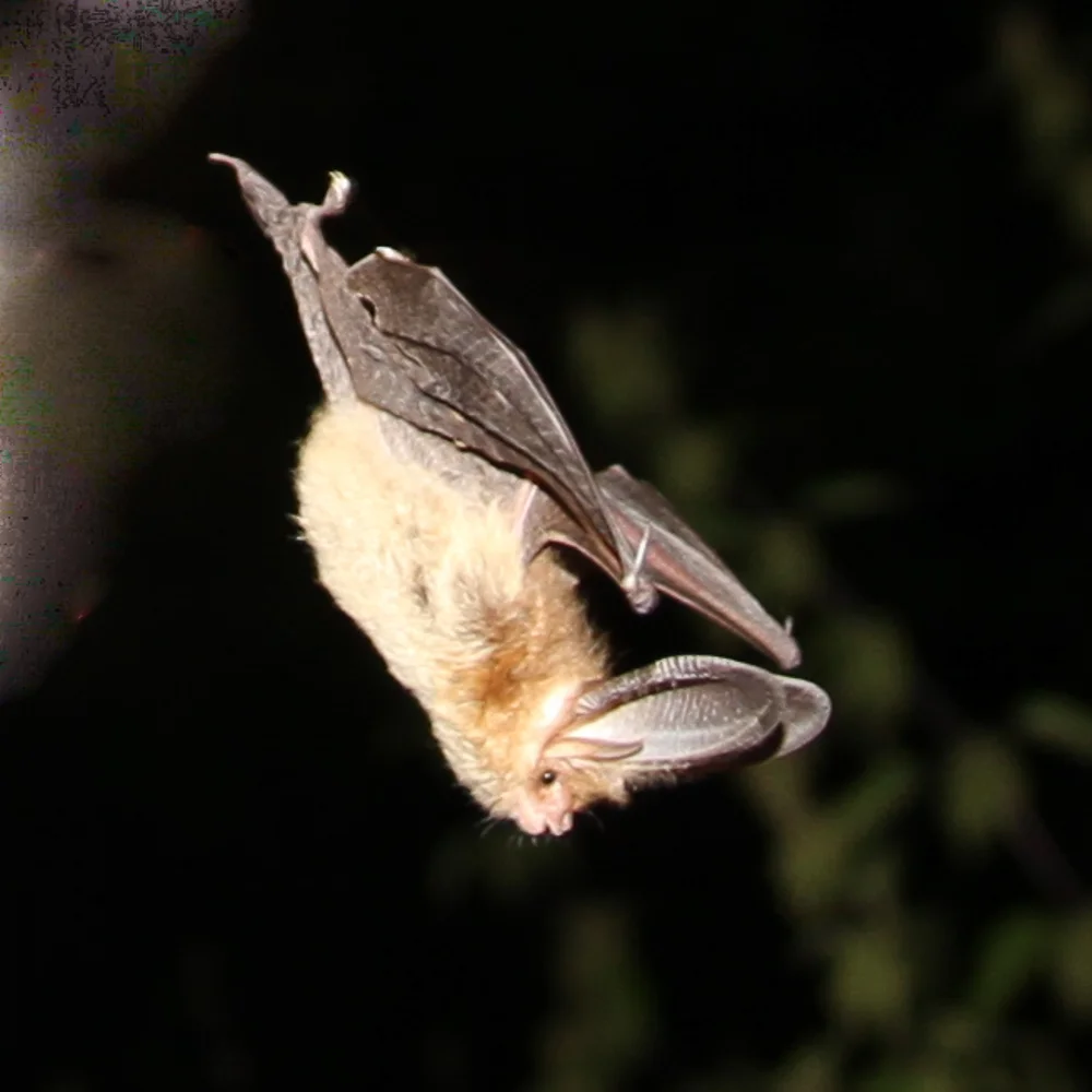 Plecotus_auritus