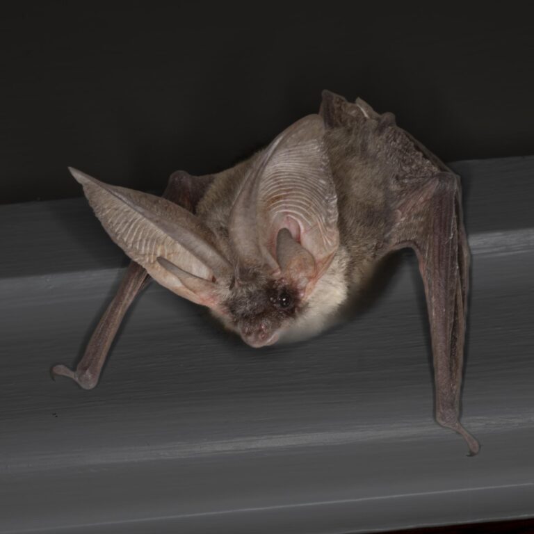 Grey Long-eared Bat