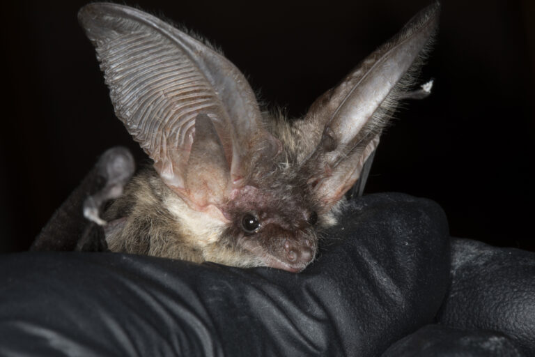 Plecotus austriacus