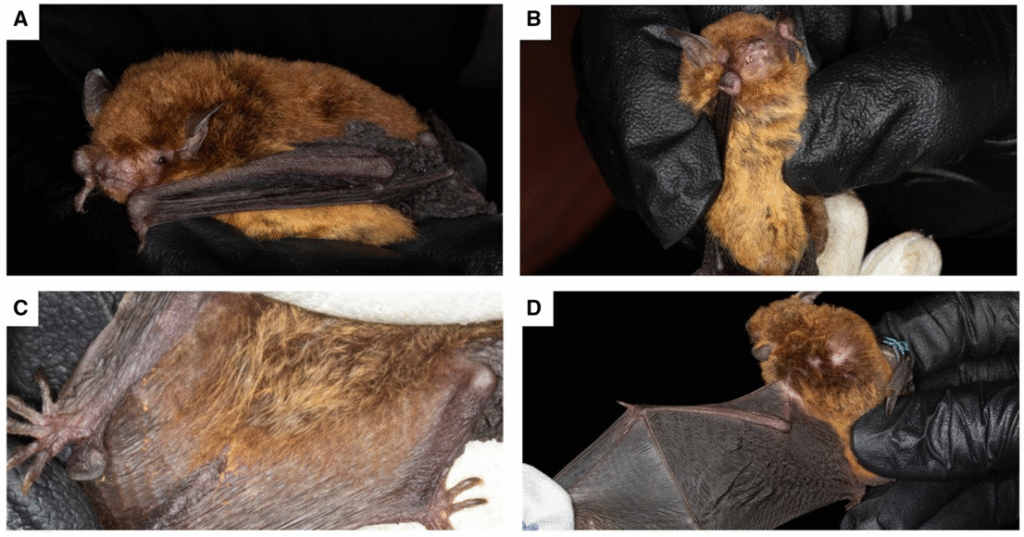 New Research Sheds Light on One of Argentina’s Rarest Bats