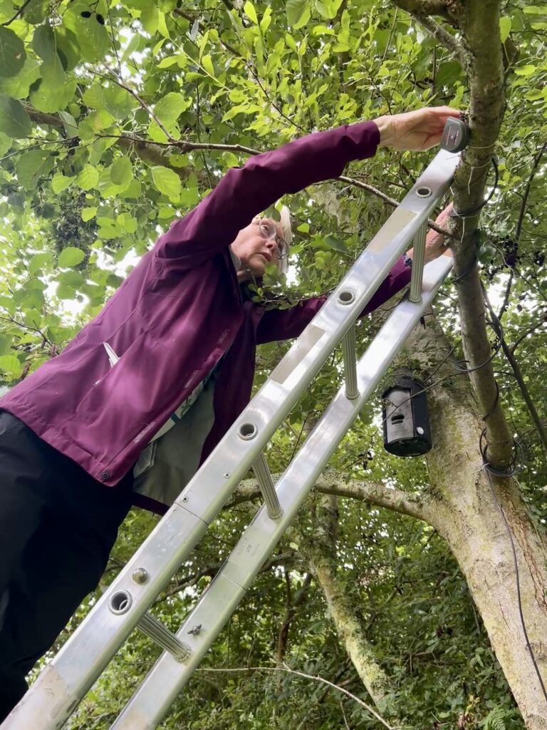 Perspectives on the bat world – stepping into the night