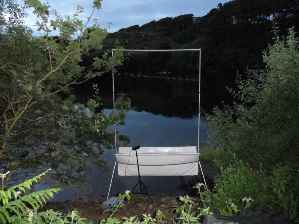 Bat research in 2025