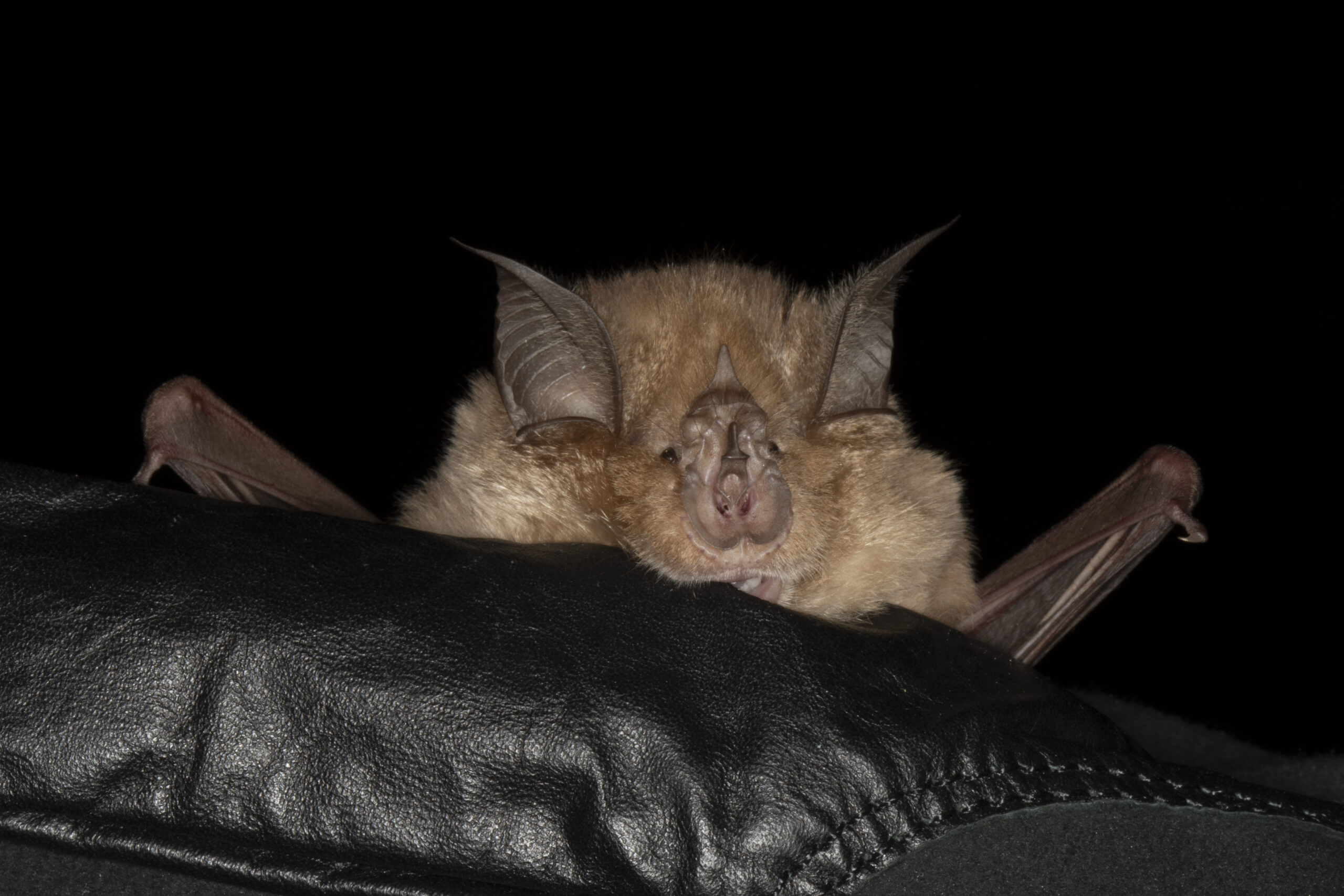 Greater Horseshoe Bat